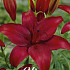 Lilium Asiatic Red  x2 16/18