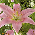 Lilium Asiatic Salmon x2 16/18