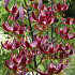 Lilium Claude Shride x1 14/16