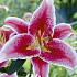 Lilium Oriental Stargazer x2 16/18