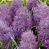 Muscari Comosum Plumosum x10 8/10