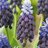 Muscari Latifolium x15 5/6