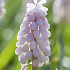 Muscari Pink Sunrise x 5 6/7