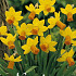 Narcis Botanical Jetfire x7 12/+