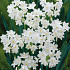 Narcis Botanical Paperwhite Grandiflora x5 16/18