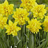 Narcis Botanical Tete Deluxe x7 12/14