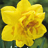 Narcis Double Dick Wilden x5 14/16