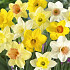 Narcis Trumpet All Types Mixed x6 14/16