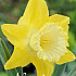 Narcis Trumpet Avalon x5  14/16