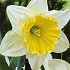 Narcis Trumpet Ice Follies x5 14/16