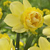 Narcissus Double Milena x5 14/16