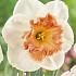 Narcissus Large Cupped Precocious x5 14/16