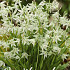 Ornithogalum Nutans x15 5/6