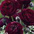 Ranunculus Asiaticus Purple x10 6/7