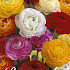 Ranunculus Asiatisch Mixed x10 6/7