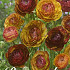 Ranunculus Picotee Cafe x10 6/7