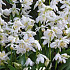 Scilla Siberica Alba x15 8/9