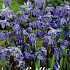 Scilla Siberica x15 8/9