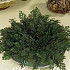 Selaginella Lepidophylla x1 I .