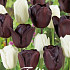 Tulp Black Jacky  x10 12/+