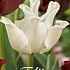 Tulp Crown White Liberstar x7 12/+