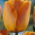 Tulp Darwin Daydream x10 12/+