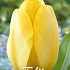 Tulp Darwin Golden Parade x10 12/+