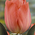 Tulp Darwin Hans Brinker x10 12/+