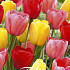 Tulp Darwin Hybrid Mixed x10 12/+