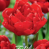 Tulp Double Early Abba x7 12/+