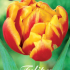 Tulp Double Early Cilesta x7 12/+