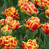 Tulp Double Early Cilesta x7 12/+