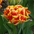 Tulp Double Early Cilesta x7 12/+