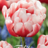 Tulp Double Early Columbus x7 12/+