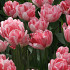 Tulp Double Early Foxtrot x7 12/+