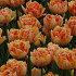 Tulp Double Early Foxy Foxtrot x7 12/+