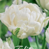 Tulp Double Early Mondial x7 12/+