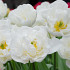 Tulp Double Early Mondial x7 12/+