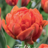 Tulp Double Early Orca x7 12/+