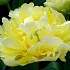 Tulp Double Early Verona x7 12/+