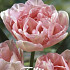 Tulp Double Late Angelique x7 12/+