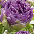 Tulp Double Late Blue Wow x7 12/+