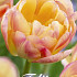 Tulp Double Late Creme Upstar  x7 12/+