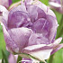 Tulp Double Late Double Shirley x7 12/+