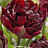 Tulp Double Late Palmyra x7 12/+