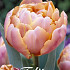 Tulp Double Late Pink Star x7 12/+