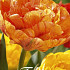 Tulp Double Late Sunlover x7 12/+