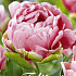 Tulp Double Late Wedding Gift x7 12/+