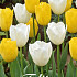 Tulp Early Sunshine x10 12/+