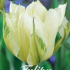 Tulp Fosteriana Exotic Emperor x7 12/+